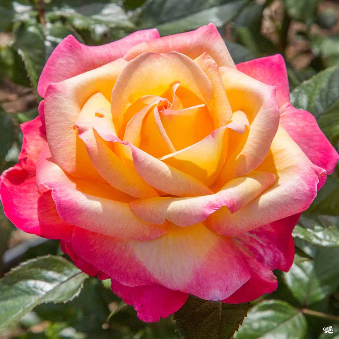 Tyrant Gold Rose Flower Planting Seeds for Vibrant Blooms - Premium Quality Seeds