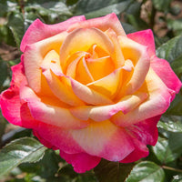 Tyrant Gold Rose Flower Planting Seeds for Vibrant Blooms - Premium Quality Seeds