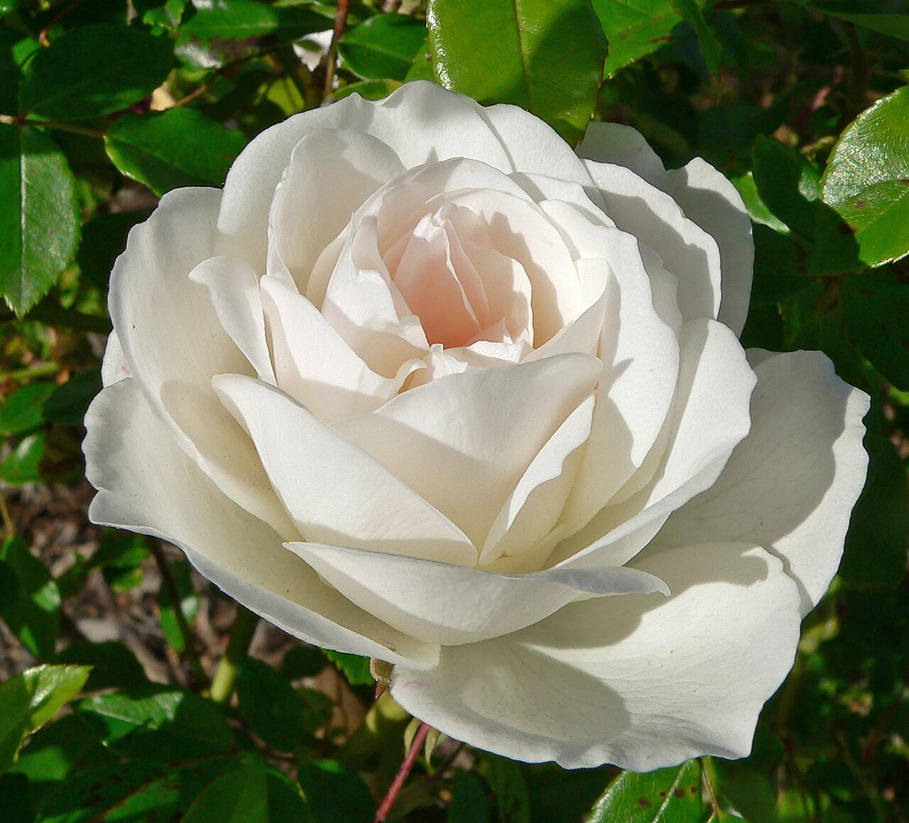 Green Iceberg Flower seeds for Planting - Cottage Garden Essential, Heirloom & GMO Free Seeds for Home Garden