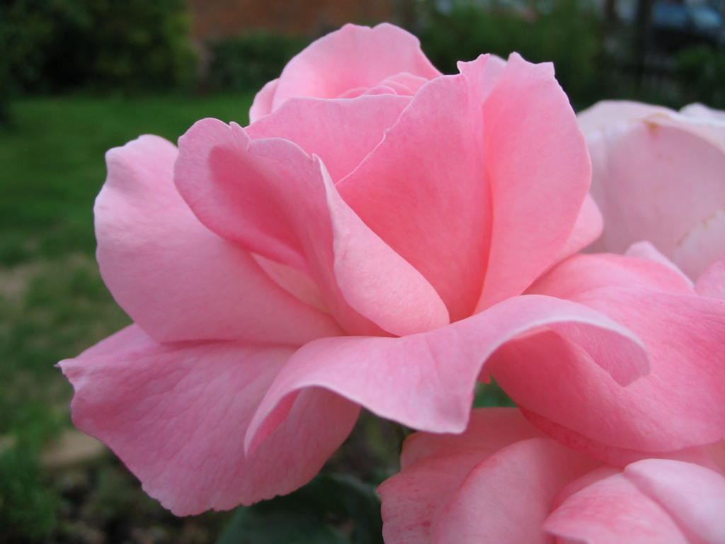 Rose Queen Elizabeth Flower seeds for Planting - Vibrant Colors, Heirloom & GMO Free Seeds for Home Garden