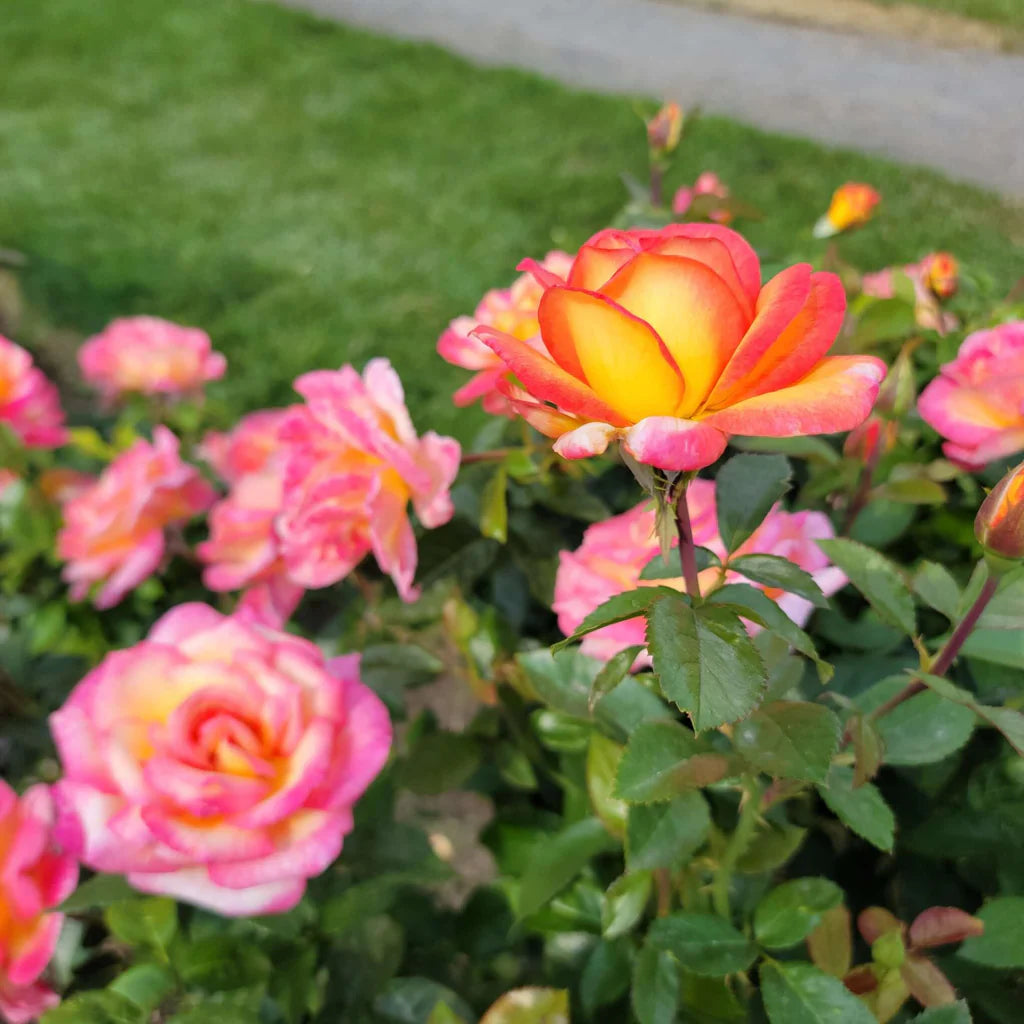 Sorbet Roses Floribunda Flower seeds for Planting Pollinator Friendly Heirloom & GMO Free Seeds for Home Garden