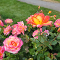 Sorbet Roses Floribunda Flower seeds for Planting Pollinator Friendly Heirloom & GMO Free Seeds for Home Garden