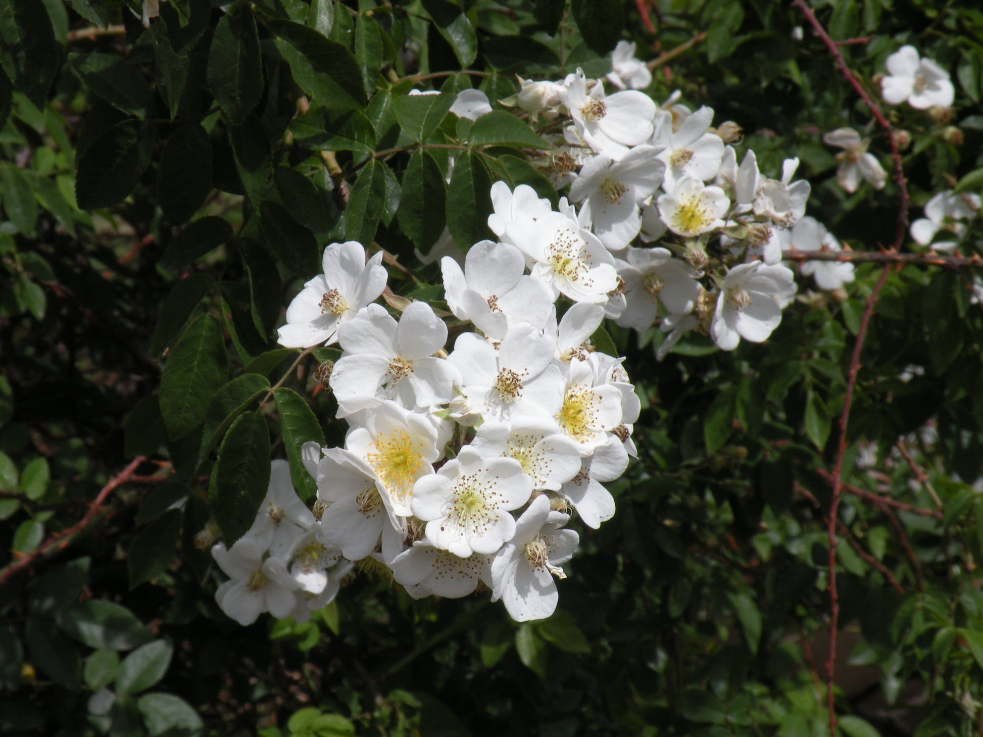 Brunonii Flower seeds for Planting Shade Tolerant Heirloom & GMO Free Seeds for Home Garden