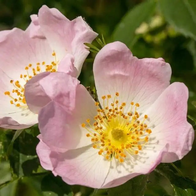 Rosa Canina Flower seeds for Planting Shade Tolerant Heirloom & GMO Free Seeds for Home Garden