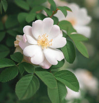 Rosa Laxa Flower seeds for Planting Shade Tolerant Heirloom & GMO Free Seeds for Home Garden