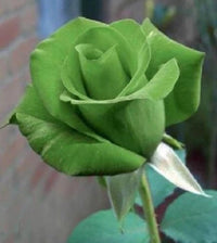 Green rose garden seeds for outdoor planting