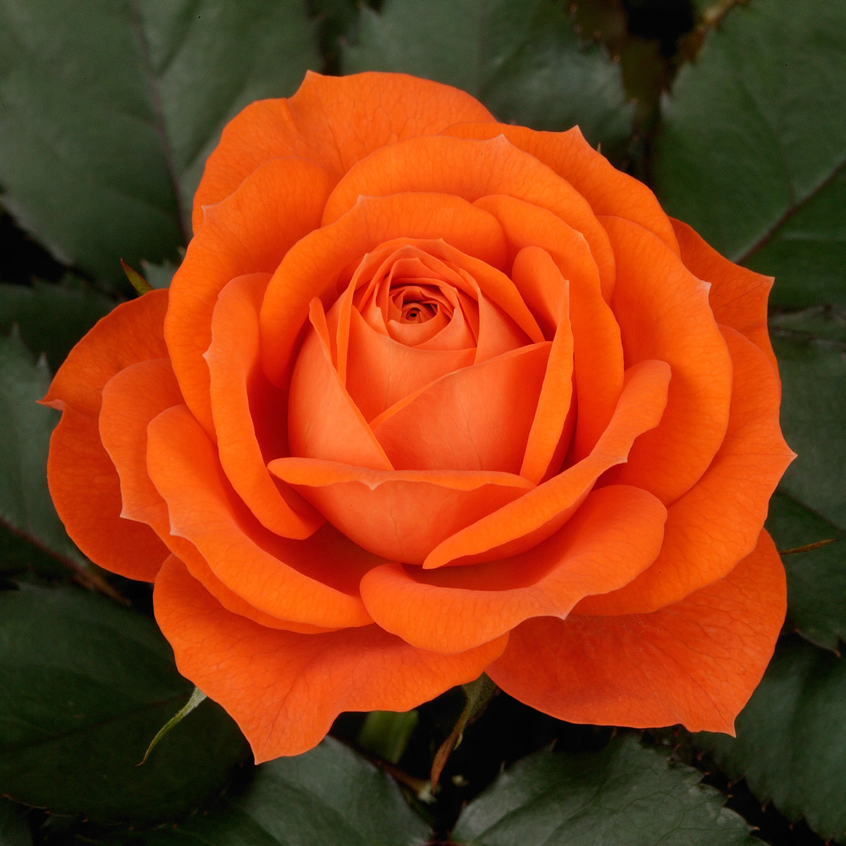 Orange Miniature Rose Flower seeds for Planting Sun Loving Heirloom & GMO Free Seeds for Home Garden 
 
 Sale