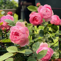 Rose Flower Seeds Pink Flower seeds for Planting Perfect for Borders Heirloom & GMO Free Seeds for Home Garden
 
 Sale