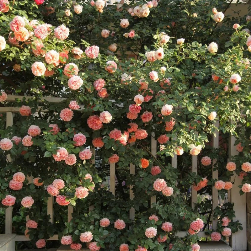 Heirloom Rose Flower seeds for Planting Premium Quality Heirloom & GMO Free Seeds for Home Garden