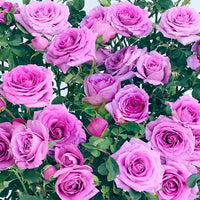 Climbing Roses Flower seeds for Planting Easy to Grow Heirloom & GMO Free Seeds for Home Garden 
 
 Sale