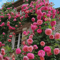 Pink Climbing Rose Seeds Flower seeds for Planting Fragrant Blossoms Heirloom & GMO Free Seeds for Home Garden