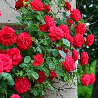 Red Climbing Rose Flower seeds for Planting Vibrant Colors Heirloom & GMO Free Seeds for Home Garden