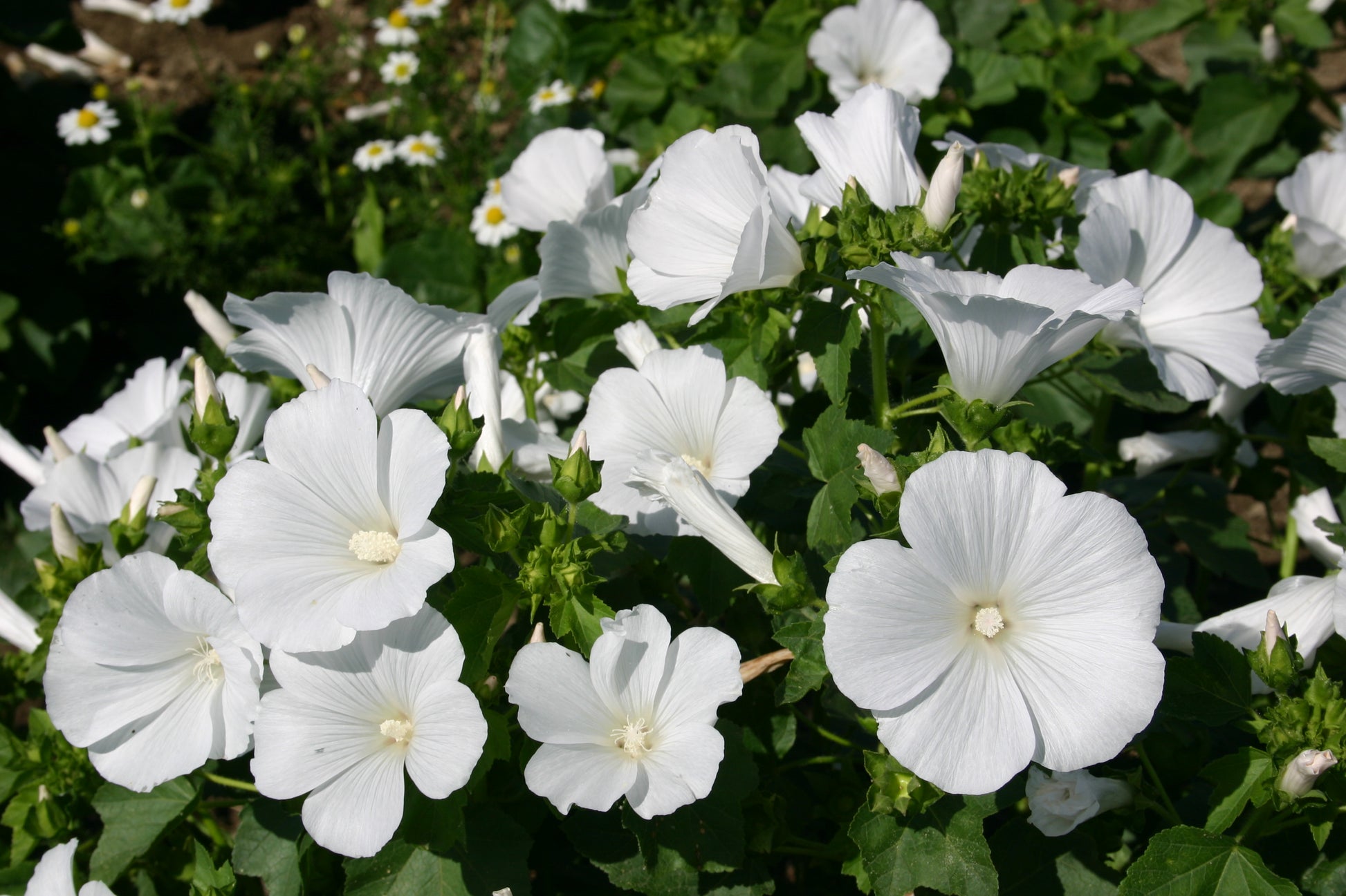 White Lavatera Flower seeds for Planting Drought Tolerant Heirloom & GMO Free Seeds for Home Garden
 
 Sale