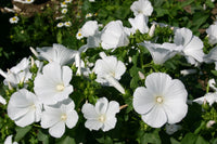 White Lavatera Flower seeds for Planting Drought Tolerant Heirloom & GMO Free Seeds for Home Garden
 
 Sale