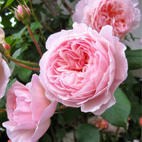Pink Damask Flower Seeds for Planting | Beautiful Annual Blooms