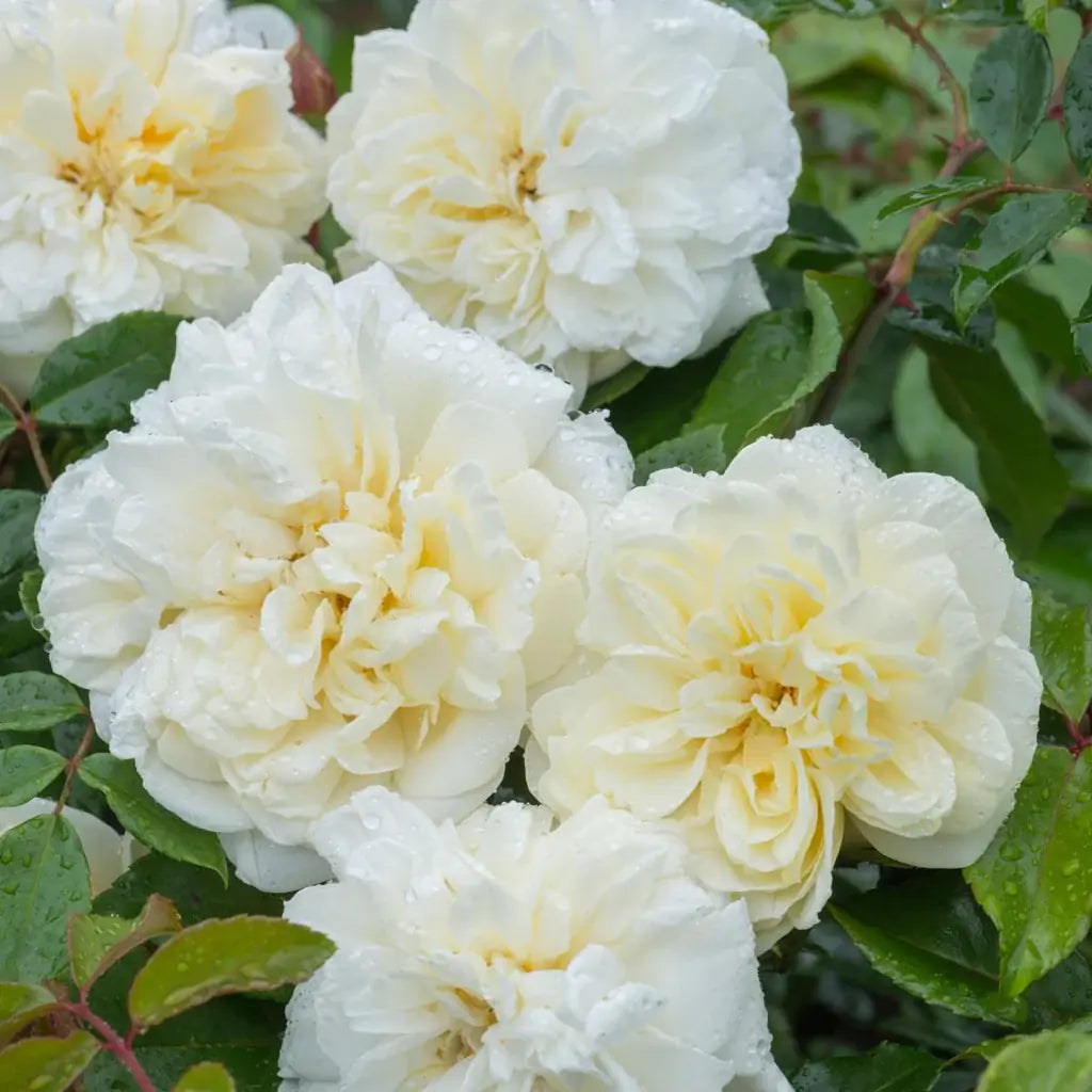 Climbing Rose Flower seeds for Planting Premium Quality Heirloom & GMO Free Seeds for Home Garden
