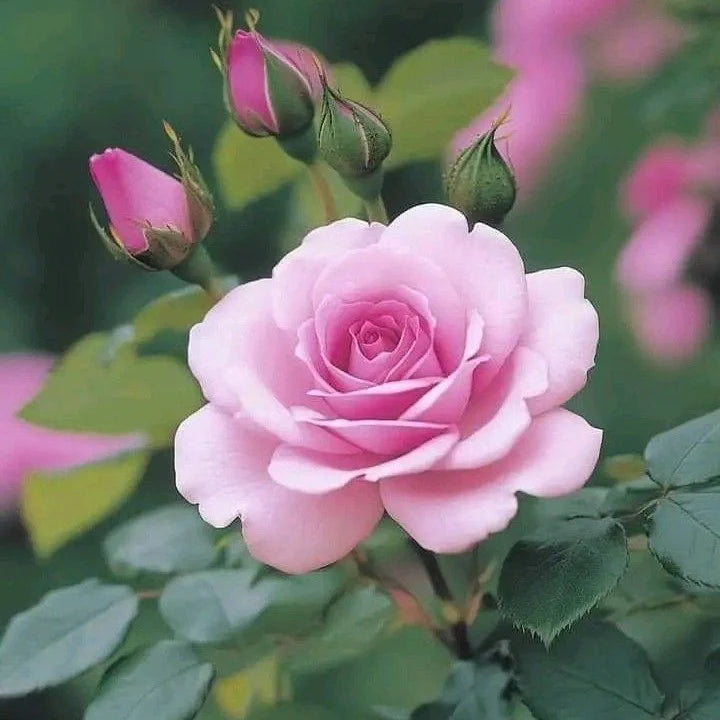 Soft Pink Rose Flower Seeds for Planting Pollinator Friendly Heirloom & GMO Free Seeds for Home Garden
 
 Sale
