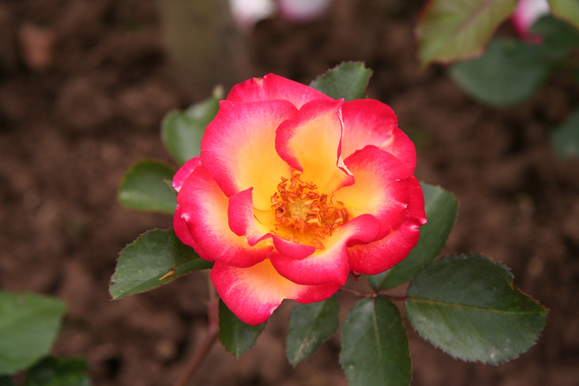 Betty Boop Rose Seeds for Planting | Vibrant Pink Blooms for Your Garden