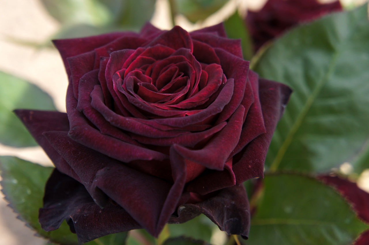 Black Maroon Rose Flower seeds for Planting - Premium Quality, Heirloom & GMO Free Seeds for Home Garden
