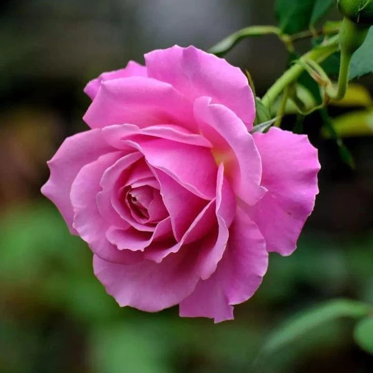 Baby Pink Climbing Rose Flower seeds for Planting - Pollinator Friendly, Heirloom & GMO Free Seeds for Home Garden