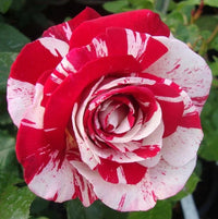 Red and White Rose Flower seeds for Planting Fragrant Blossoms Heirloom & GMO Free Seeds for Home Garden 
 
 Sale