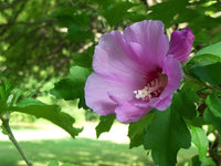 Sharon Hibiscus Flower seeds for Planting Bright Blooms Heirloom & GMO Free Seeds for Home Garden