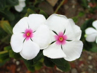 White Pink Periwinkle Flower Seeds for Planting  Create a Beautiful Garden Display with Lovely Blossoms