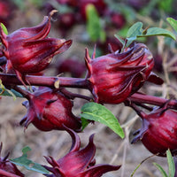 Australian Rosella Hibiscus Flower seeds for Planting - Colorful Display, Heirloom & GMO Free Seeds for Home Garden