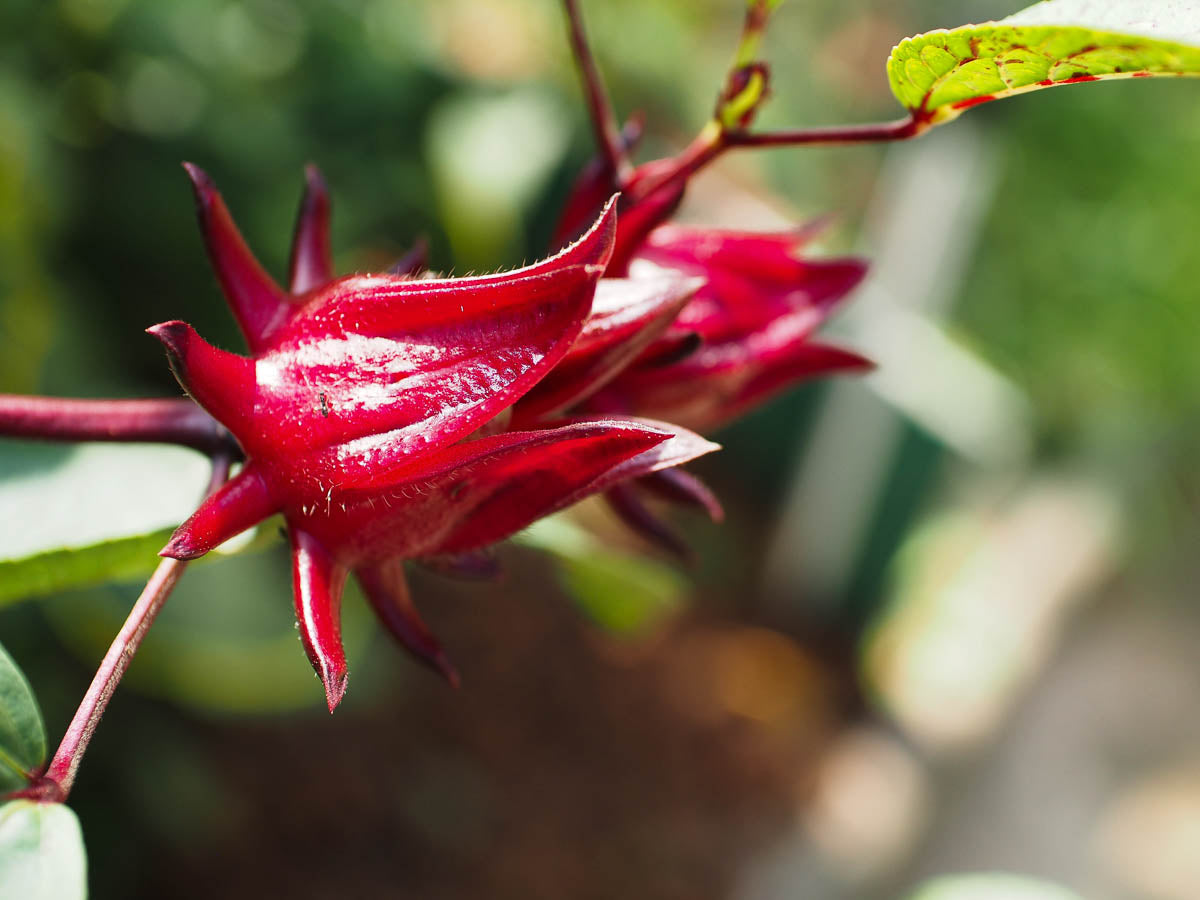 Sorrel Flower Planting Seeds - Grow Fresh Herbs at Home