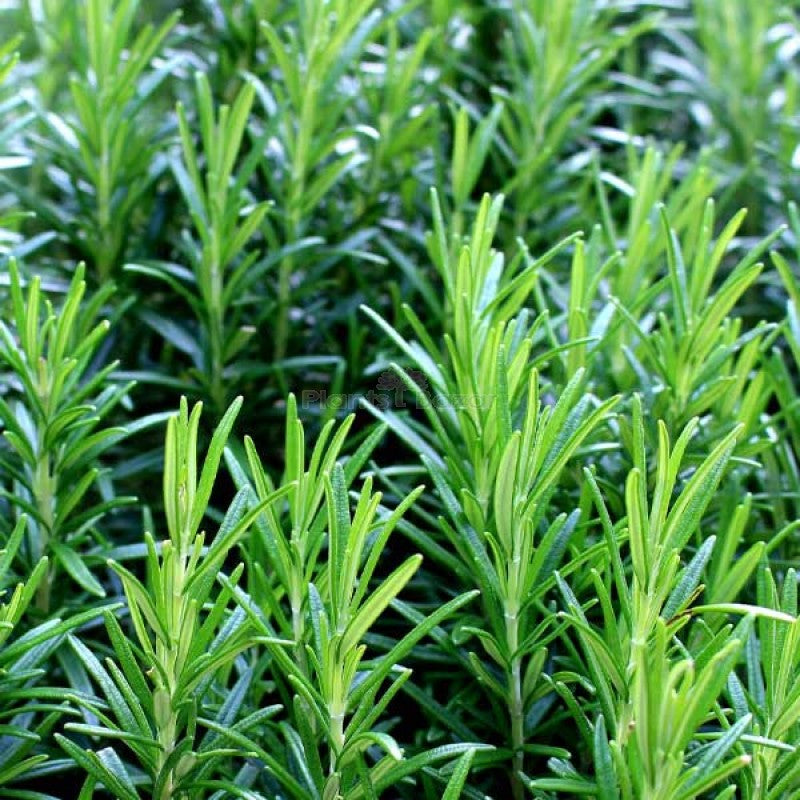 Rosemary Seeds Flower seeds for Planting Premium Quality Heirloom & GMO Free Seeds for Home Garden 
 
 Sale