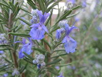 Purple Rosmarinus Flower seeds for Planting - Pollinator Friendly, Heirloom & GMO Free Seeds for Home Garden
