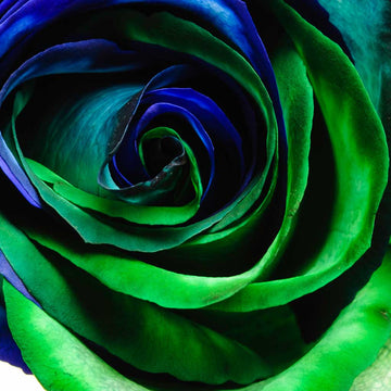 Blue Green Rose Flower Seeds For Planting