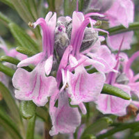 Pink Rosemary Flower seeds for Planting - Long Bloom Season, Heirloom & GMO Free Seeds for Home Garden