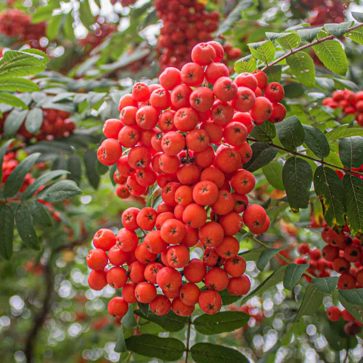 Orange Sorbus Alnifolia Seeds for Fruit Planting - Brighten Your Garden!