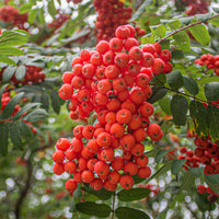 Orange Sorbus Alnifolia Seeds for Fruit Planting - Brighten Your Garden!