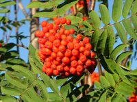 Red Sorbus Tree Seeds for a Vibrant Garden | Quality Tree Planting Seeds