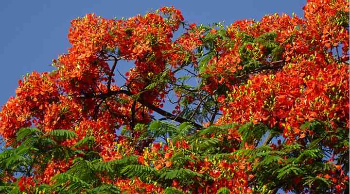 Red Jacaranda Flower seeds for Planting Wildflower Mix Heirloom & GMO Free Seeds for Home Garden