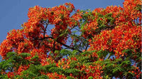 Red Jacaranda Flower seeds for Planting Wildflower Mix Heirloom & GMO Free Seeds for Home Garden