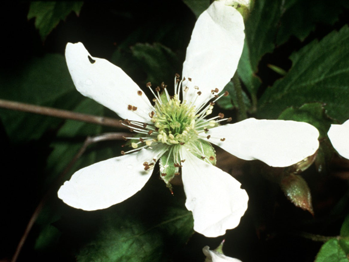 Rubus Cuneifolius Flower seeds for Planting Colorful Display Heirloom & GMO Free Seeds for Home Garden