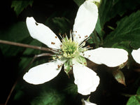 Rubus Cuneifolius Flower seeds for Planting Colorful Display Heirloom & GMO Free Seeds for Home Garden