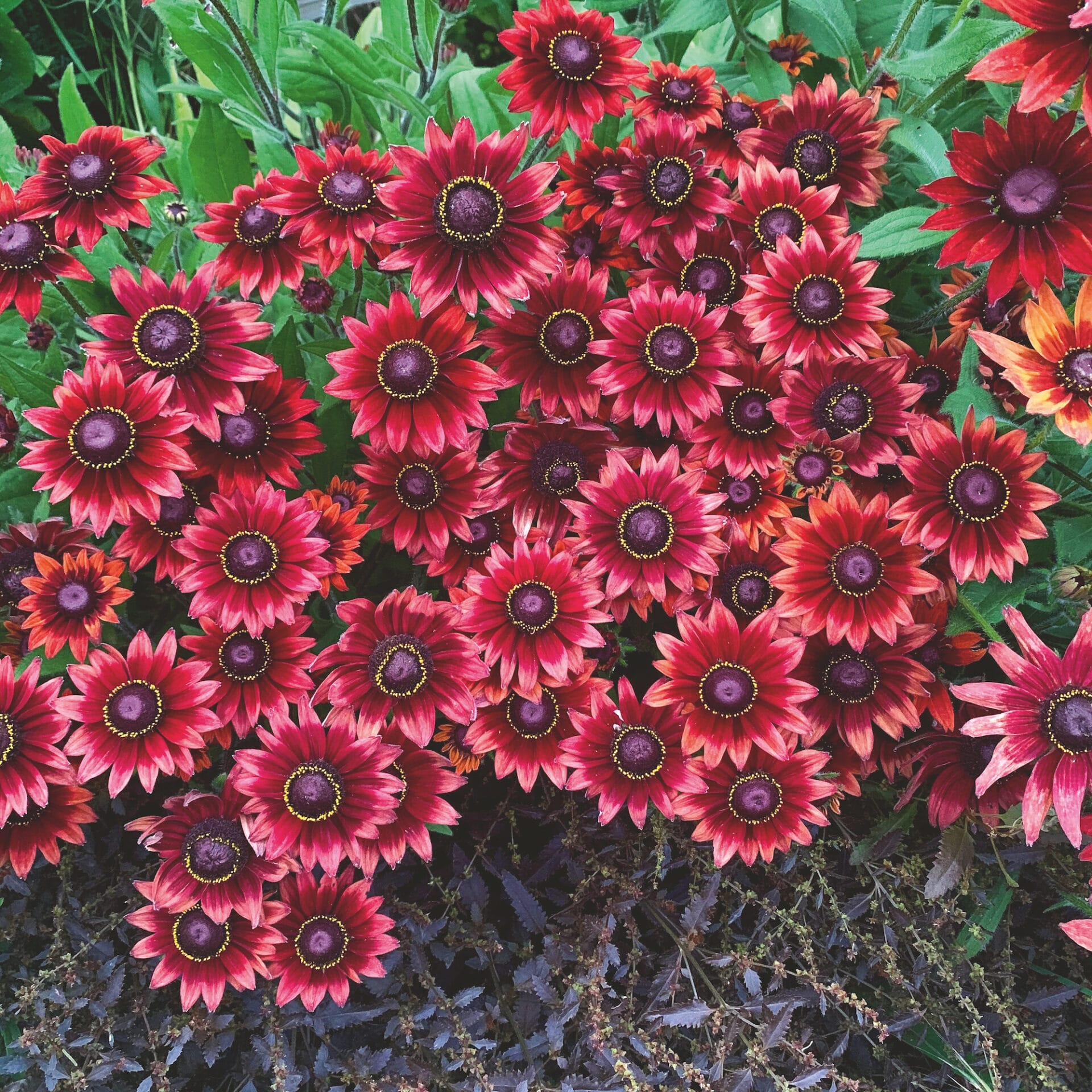 Red Rudbeckia Flower seeds for Planting - Compact Growth, Heirloom & GMO Free Seeds for Home Garden