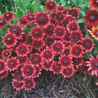 Red Rudbeckia Flower seeds for Planting - Compact Growth, Heirloom & GMO Free Seeds for Home Garden