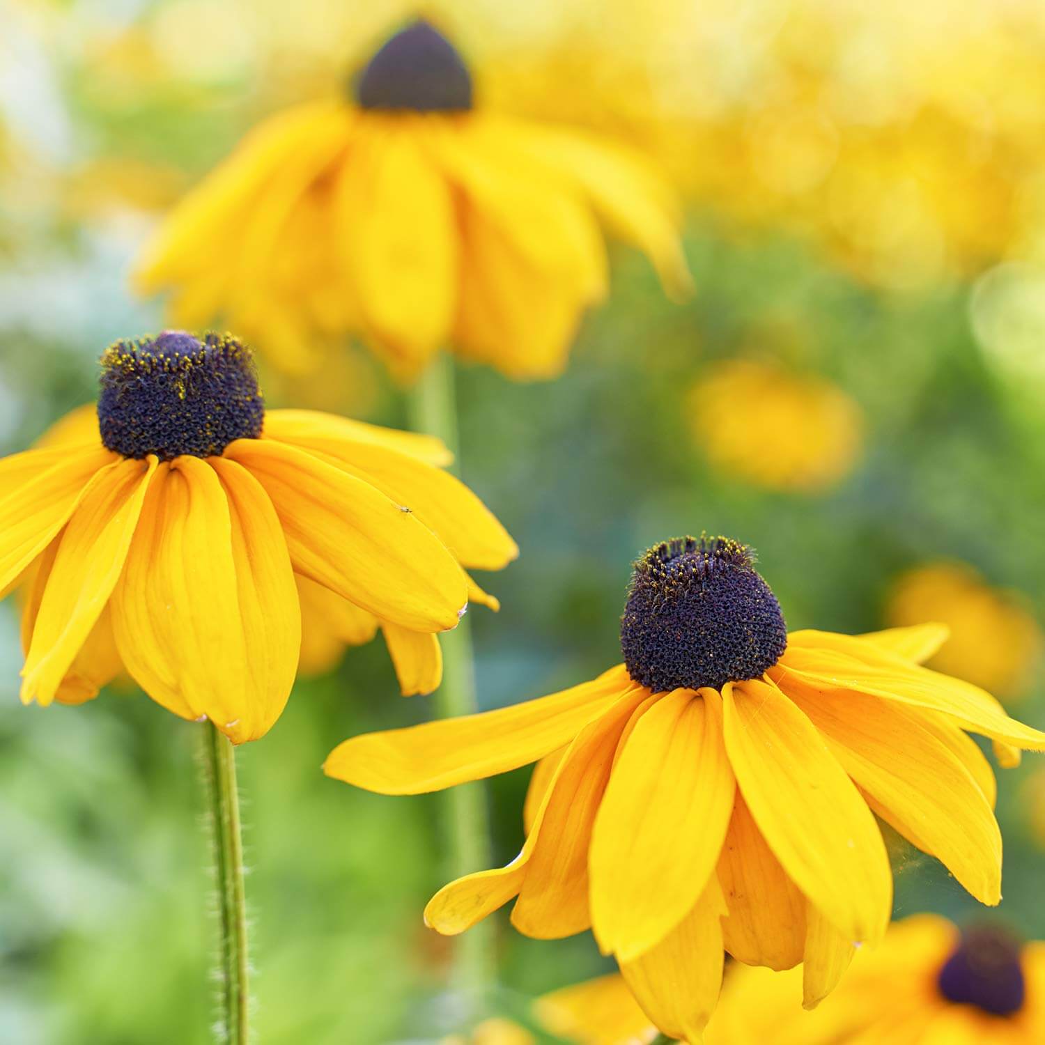 Eyed Flower seeds for Planting Cottage Garden Essential Heirloom & GMO Free Seeds for Home Garden