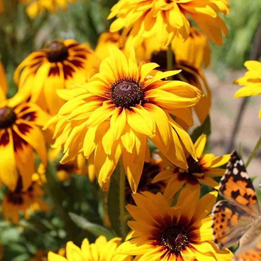 Rudbeckia Flower seeds for Planting - Shade Tolerant, Heirloom & GMO Free Seeds for Home Garden