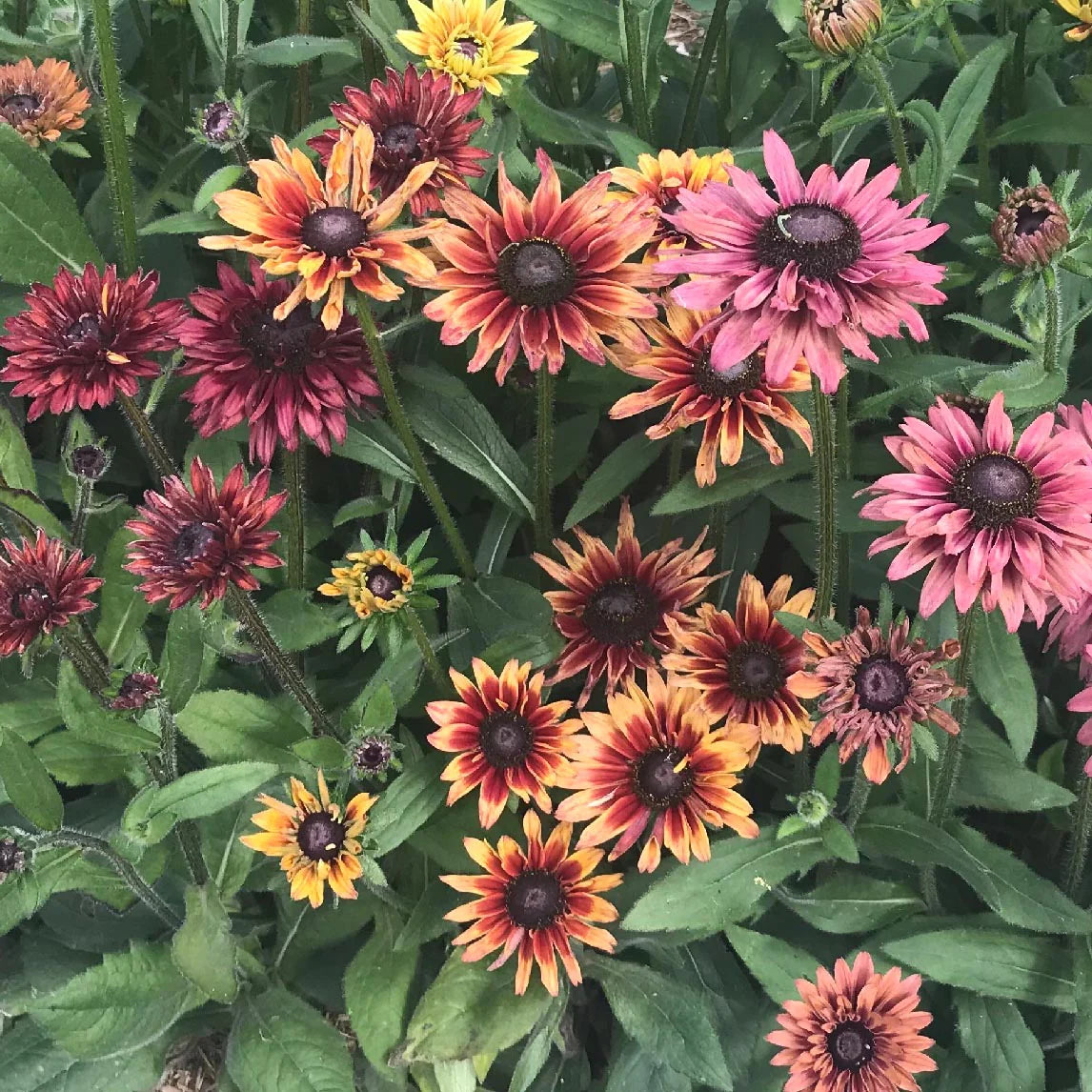 Rudbeckia Sahar Flower seeds for Planting - Hardy Variety, Heirloom & GMO Free Seeds for Home Garden