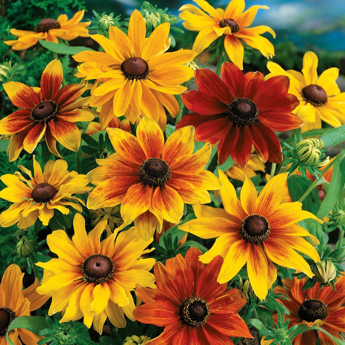 Yellow Rudbeckia Flower seeds for Planting - Cottage Garden Essential, Heirloom & GMO Free Seeds for Home Garden