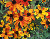 Yellow Rudbeckia Triloba flowering seeds for gardens