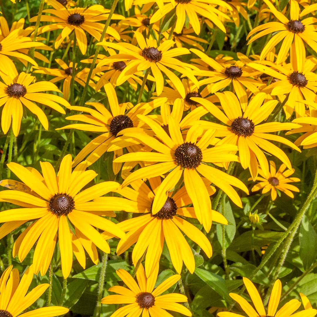 Yellow Fulgida Perennial Seeds Flower seeds for Planting - Seasonal Bloomer, Heirloom & GMO Free Seeds for Home Garden