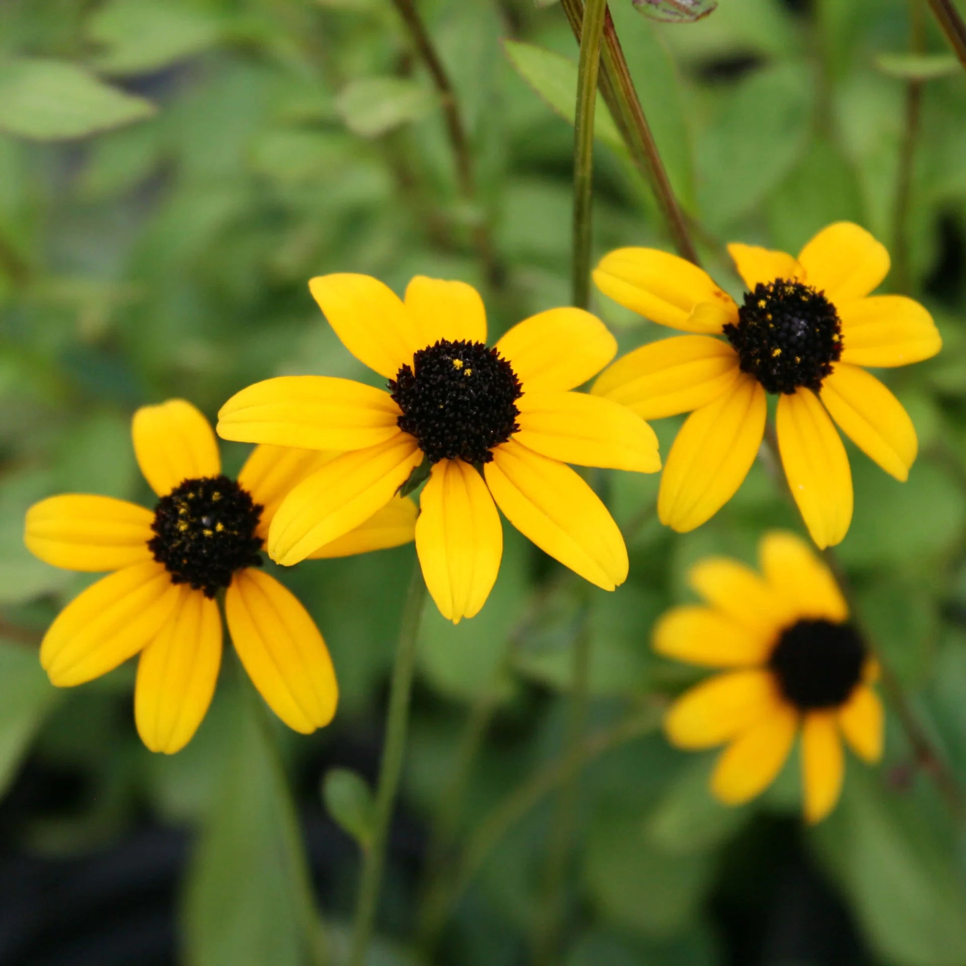Rudbeckia Triloba Flower seeds for Planting - Wildflower Mix, Heirloom & GMO Free Seeds for Home Garden