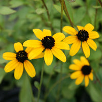 Rudbeckia Triloba Seeds for Planting  Vibrant Flower Seeds for Your Garden
